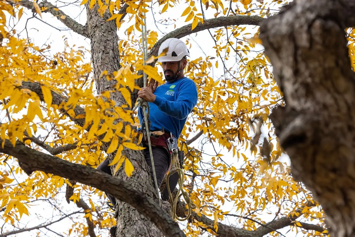 Skilled Tree Planting crew working in Allison Park